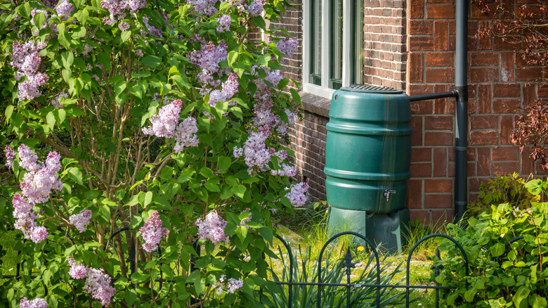 A green rain barrel connected to a gutter pipe on the side of a brick house with a purple butterfly bush in the foreground.