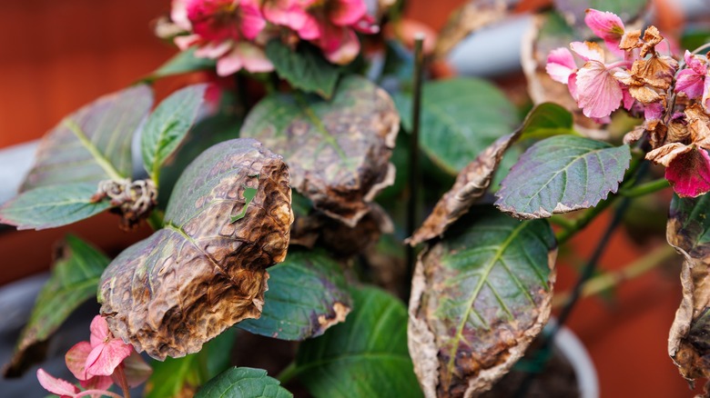 dried leaves of a hydrangea with scorched pink blossoms