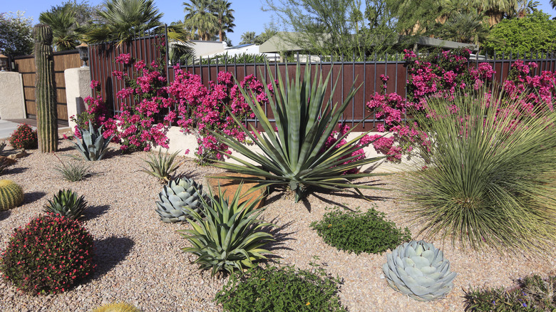 colorful garden filled with plants on a rocky substrate