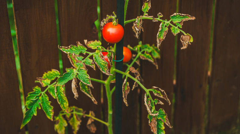 Stunted, diseased tomato plant
