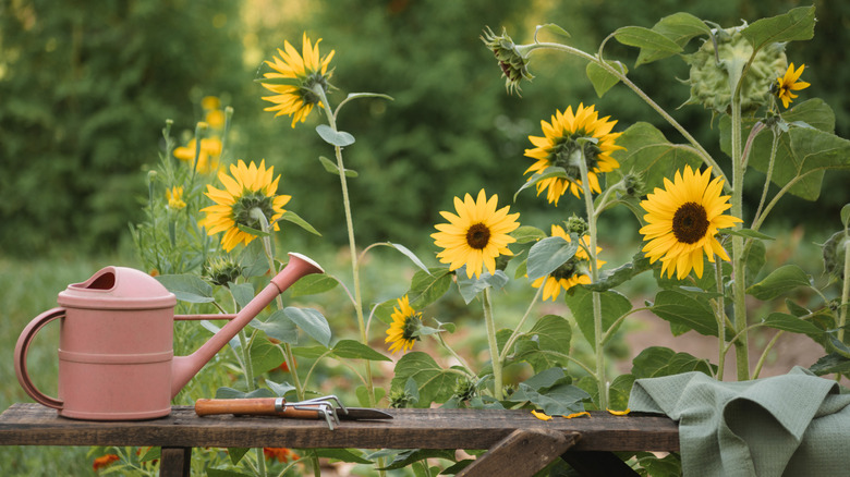 Sunflowers growing in garden