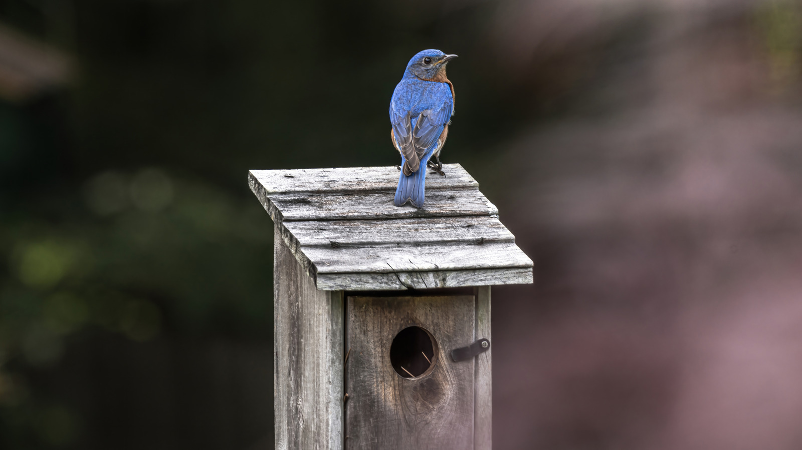 What Birds Use Bird Houses: Top Species That Love Nesting Spots