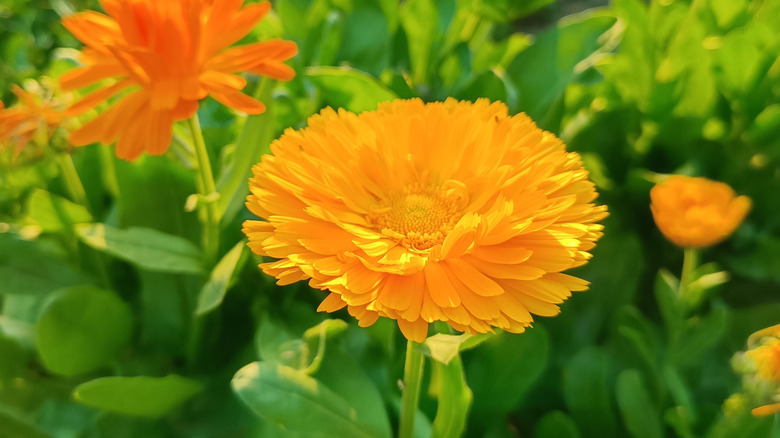 Bright orange calendula flowers