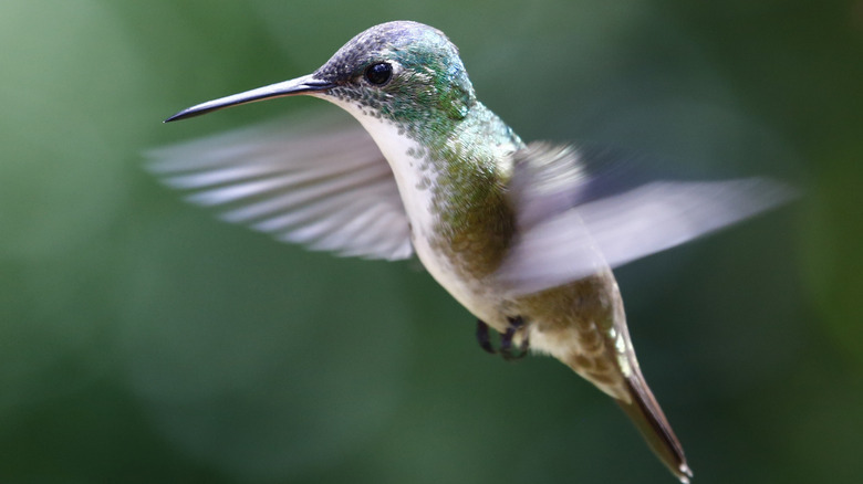 a hummingbird in flight