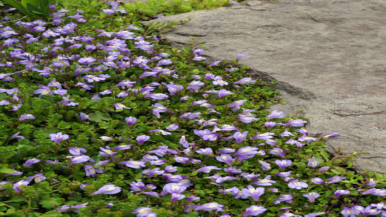 Creeping mazus growing decoratively around a paver stone