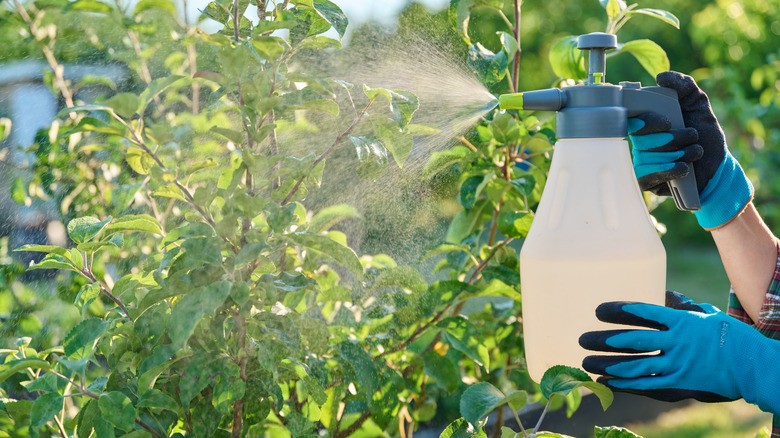 using handheld spray to spray trees with insecticide