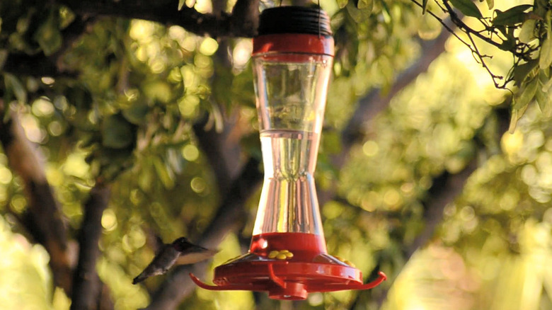Matt "Ratchet" with his hummingbird feeder