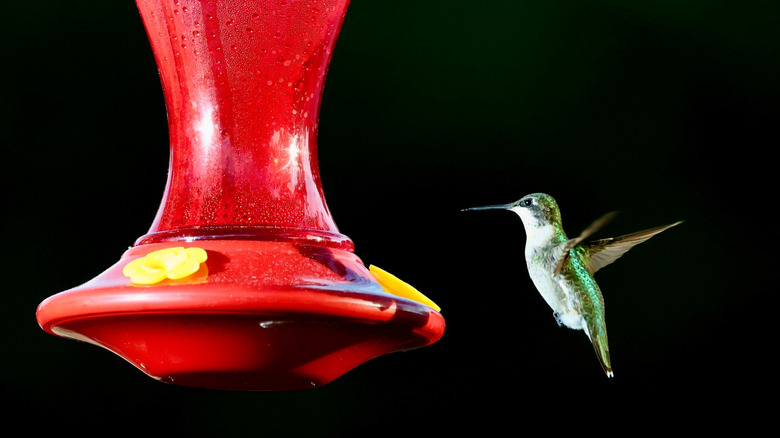 A hummingbird hovering around a red plastic feeder.