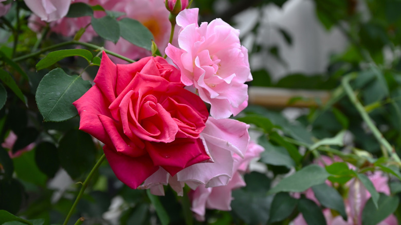 Pink and red roses in bloom
