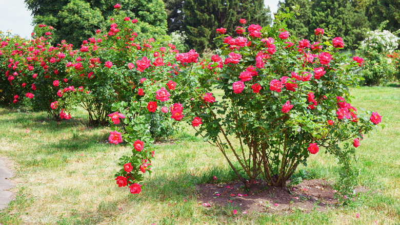 Red rose bushes in full bloom