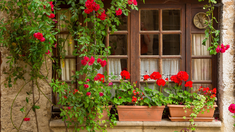 Red roses in window boxes
