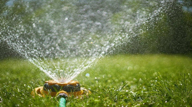 A sprinkler spraying water