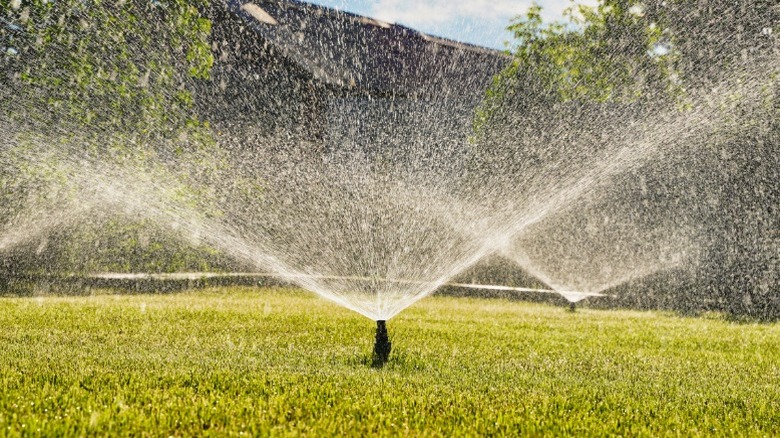Underground sprinkler system in use