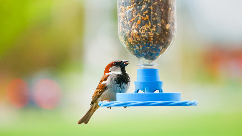 Sparrow at bird feeder