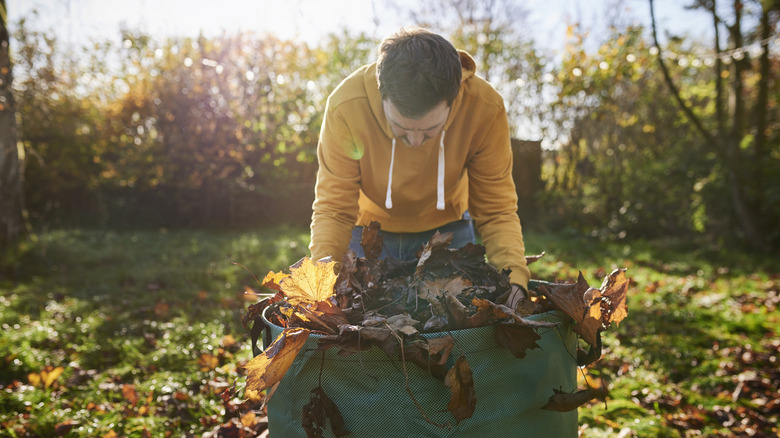 Man putting fallen leaves into yard bag