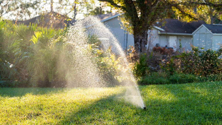 sprinkler in yard