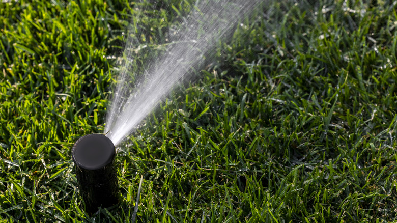 sprinkler in yard