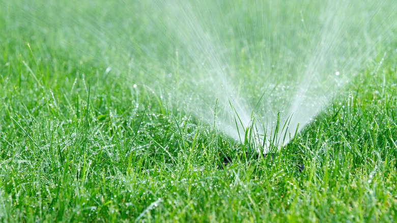 sprinkler in yard