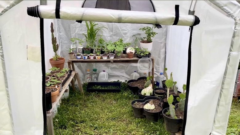 An interior view of Harbor Freight's 6-by-6-foot greenhouse