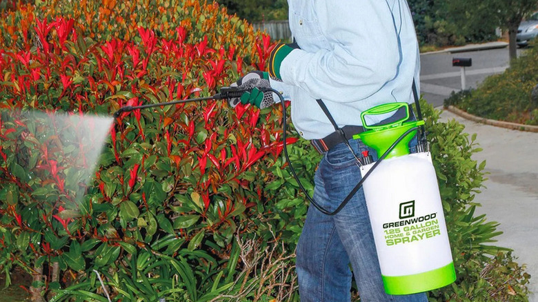 Person in a light blue long sleeve shirt using the Greenwood weed sprayer to spray his shrubs and bushes