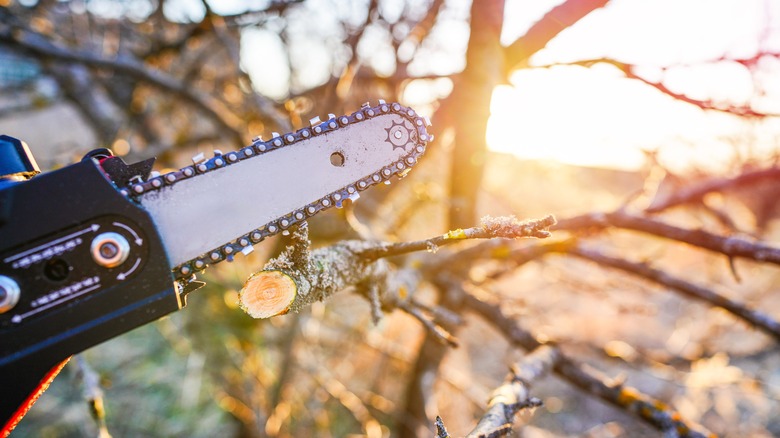 Small chainsaw pruning tree limb