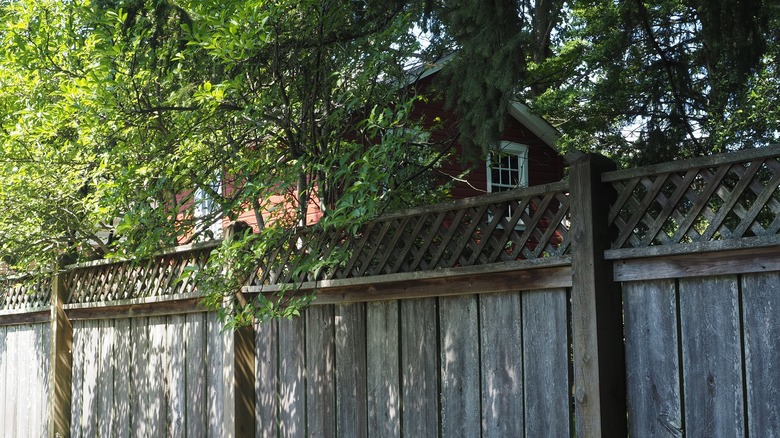 Tree branches hanging over wood fence