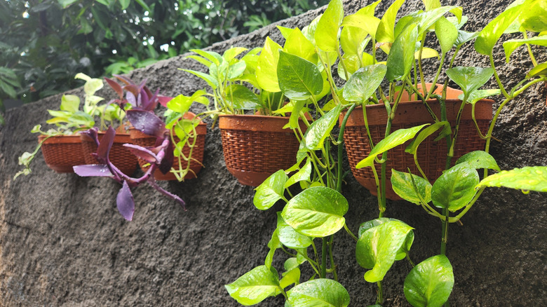 Pothos plants in hanging baskets outdoors