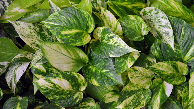 Variegated pothos leaves