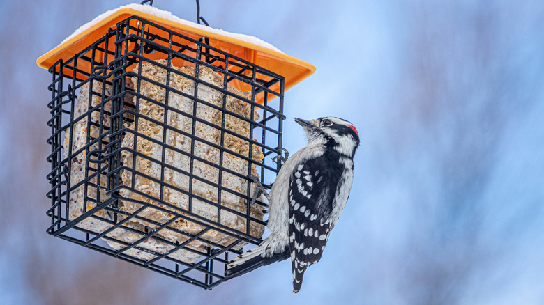 A woodpecker eating from a suet bird feeder in winter