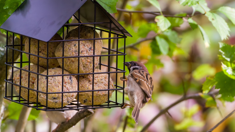 A small bird perched on a suet bird feeder
