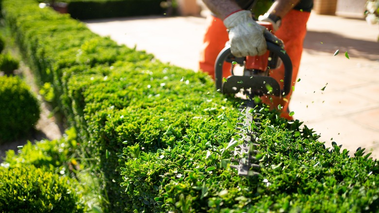 Man wearing white gloves and orange pants while trimming hedges