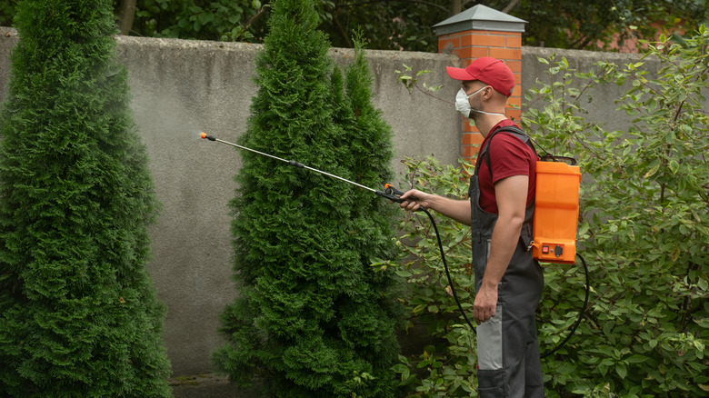 Person using a backpack chemical sprayer