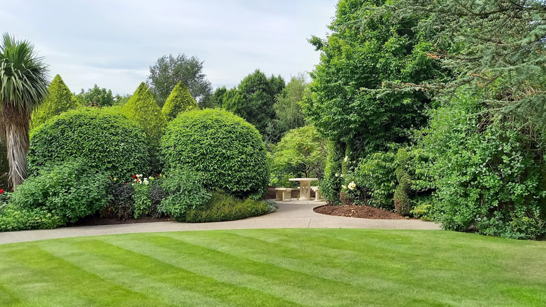 lawn with stripes and greenery