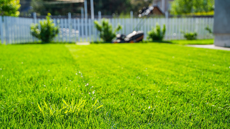 close up on lawn stripes with mower in background