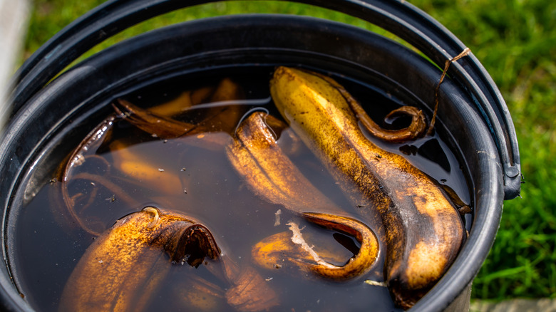 Banana soup being prepared in a bucket
