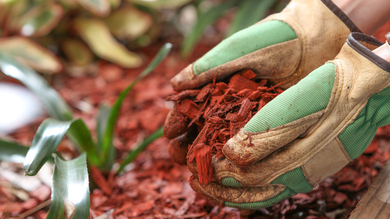 gardening gloved hands holding red mulch