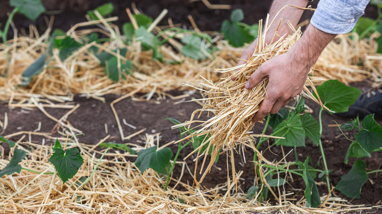 Gardener adding mulch to plants