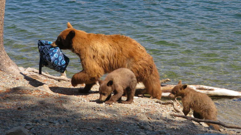 Mama Bear stealing a lunchbox