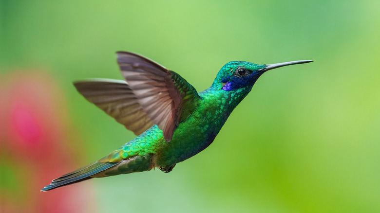 hummingbird in flight