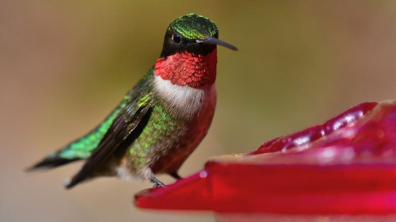 hummingbird perched on feeder