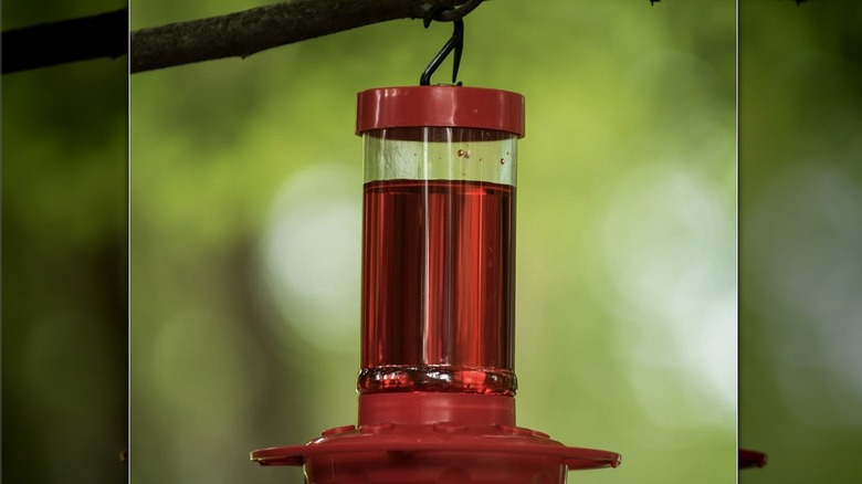 The First Nature 16 oz hummingbird feeder hanging on a branch