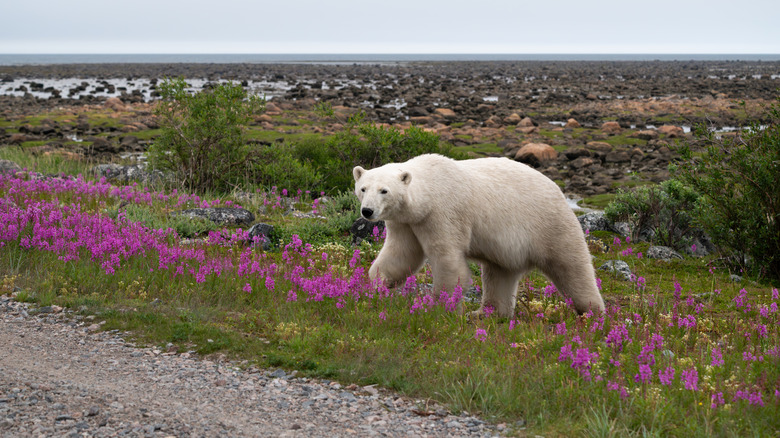 Polar bear in Manatoba