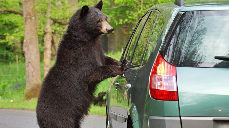 Black bear looking through car window