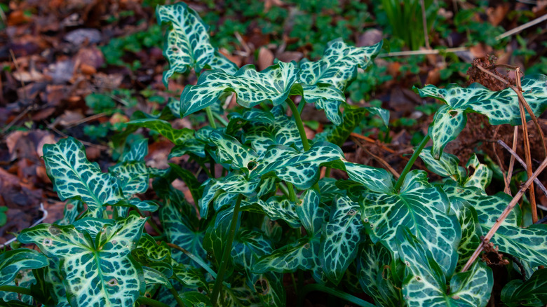 Green-and-white Italian arum leaves on a leafy ground.