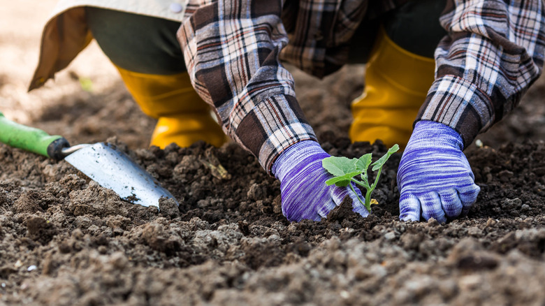 A person in a flannel shirt planting a seedling.