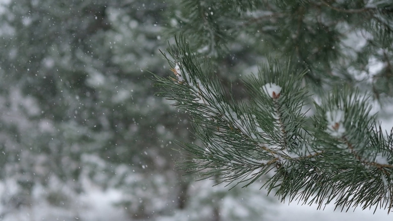 Snow falling on pine tree limb