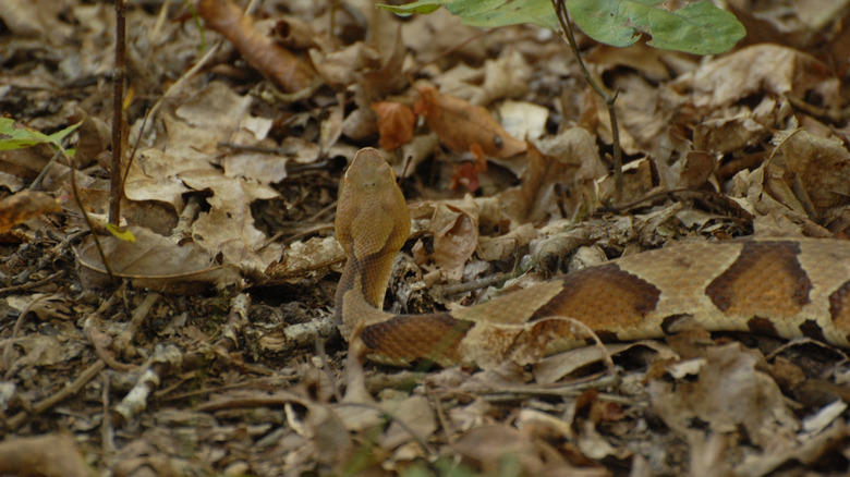 Copperhead snake in dead leaves