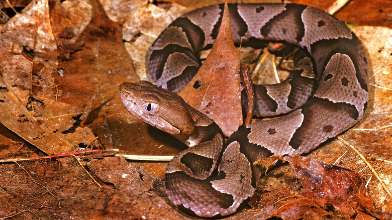 Juvenile copperhead snake