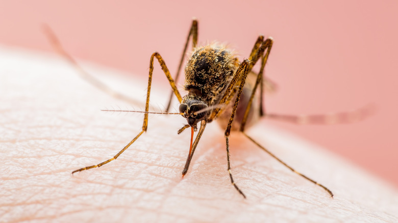 Close-up of Culex pipiens mosquito on skin