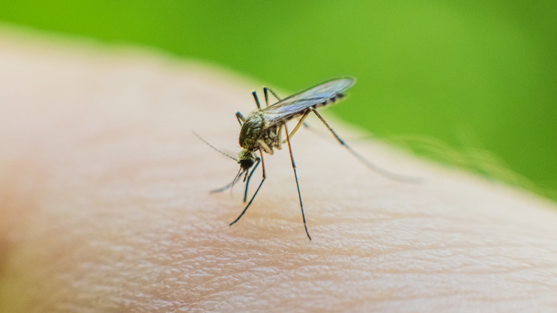 Closeup of a mosquito